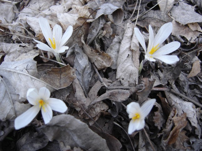 Fiori primaverili